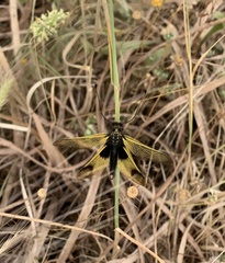 Libelloides longicornis