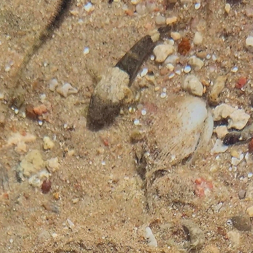 Bathygobius cyclopterus observed 2026-09-12