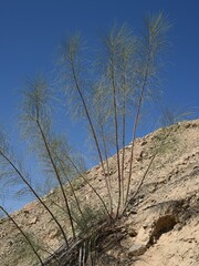 Moringa peregrina