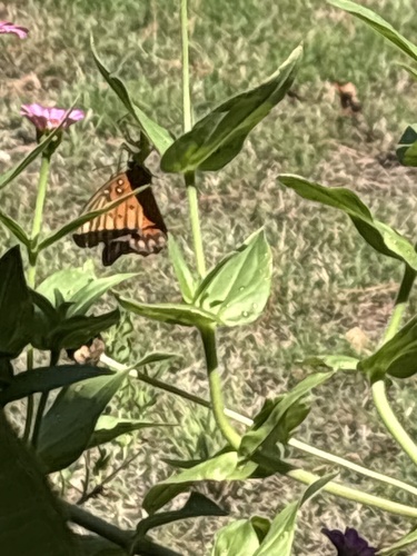 Gulf Fritillary