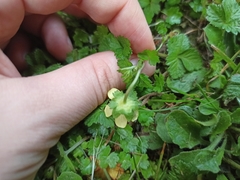 Potentilla indica