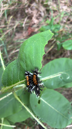 Milkweed Tussock Moth