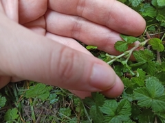 Potentilla indica