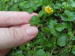 Potentilla indica