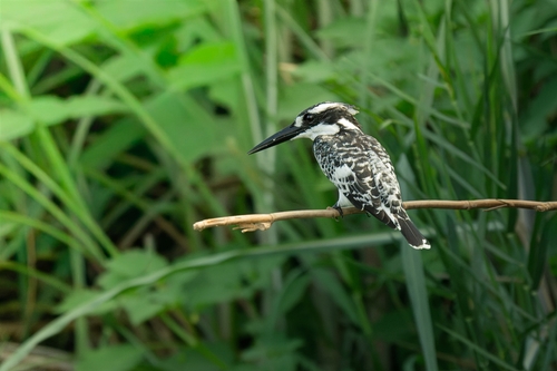 Pied Kingfisher
