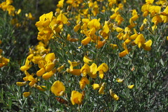 Calobota cytisoides