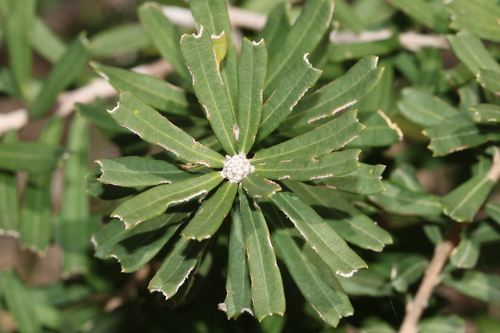 Silver Banksia