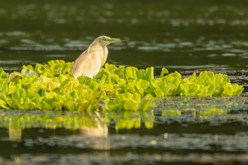 Squacco Heron