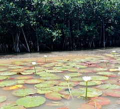 Nymphaea ampla