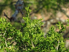 Auriparus flaviceps