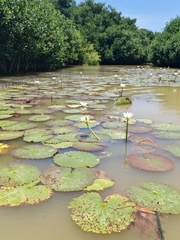 Nymphaea ampla, photograph author not stated, no rights reserved