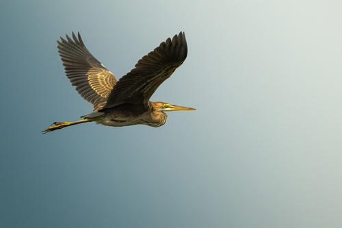 Purple Heron