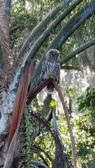 Strix varia image