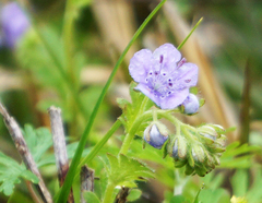 Phacelia hirsuta
