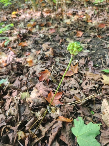 Allium tricoccum, photograph 5