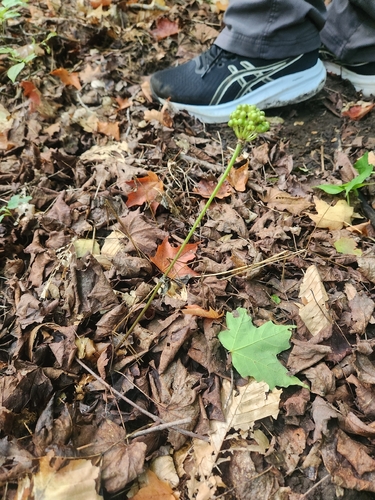 Allium tricoccum, photograph 6