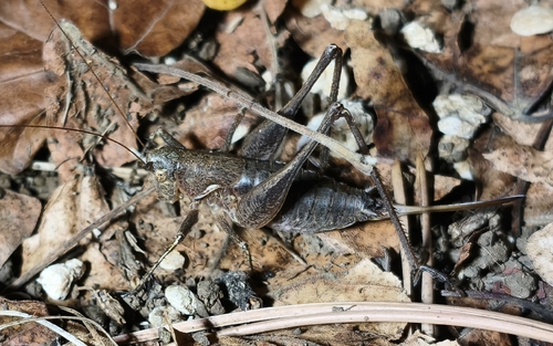 Mediterranean Bush-cricket