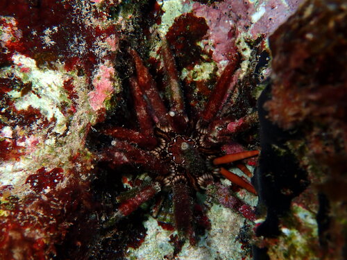 Eucidaris tribuloides observed 2026-09-07
