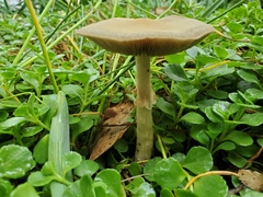 Fungi