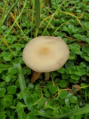 Fungi