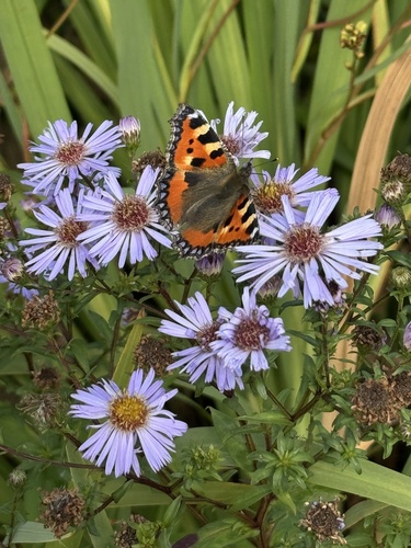 Small Tortoiseshell