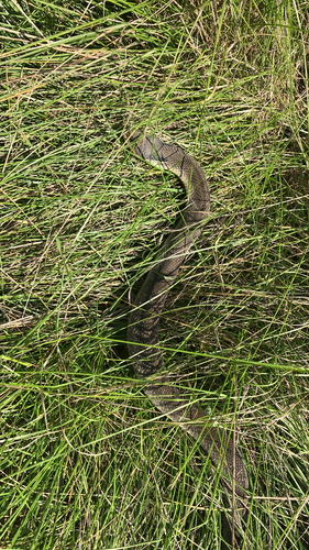 Eastern Hognose Snake