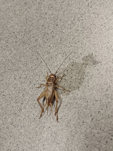 House Cricket