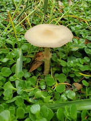 Fungi