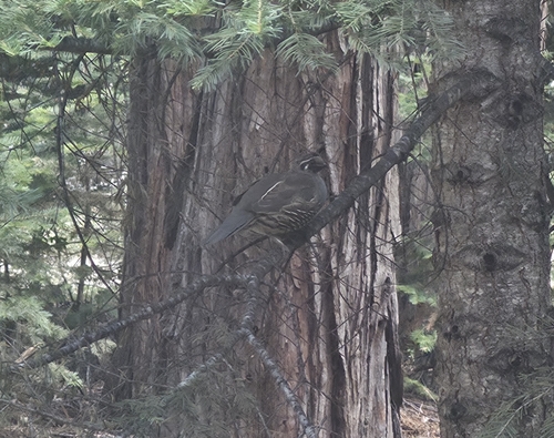 California Quail