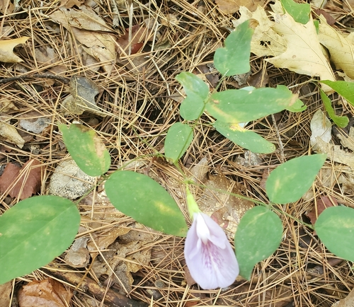 Clitoria mariana, photograph 5