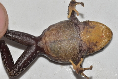 Pristimantis latidiscus