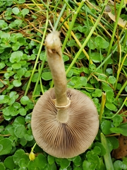 Fungi