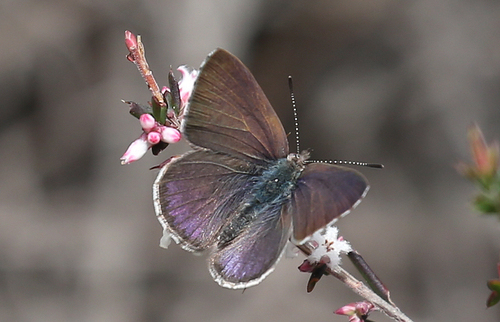 Varied Dusky-blue