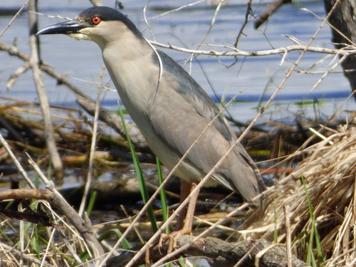 Black-crowned Night Heron photographed in South Dakota