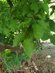 Carpinus betulus