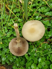 Fungi