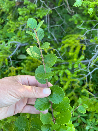 swamp birch