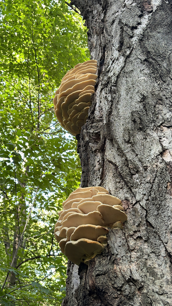 Northern Tooth · September 2026 · photo: Photo: (c) Marc-Olivier Beausoleil, some rights reserved (CC BY) · iNaturalist