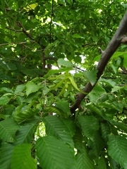 Carpinus betulus