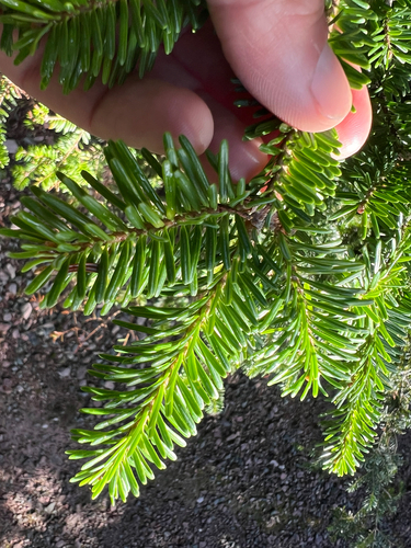 balsam fir