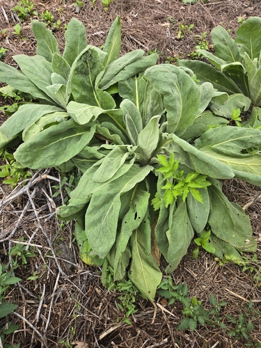 great mullein