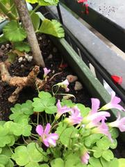 Oxalis