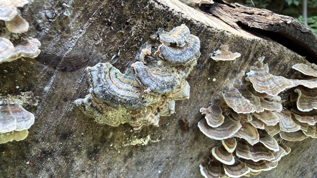 turkey-tail · September 2026 · photo: Photo: (c) Marc-Olivier Beausoleil, some rights reserved (CC BY) · iNaturalist