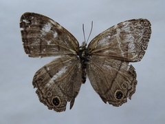 Cissia pompilia