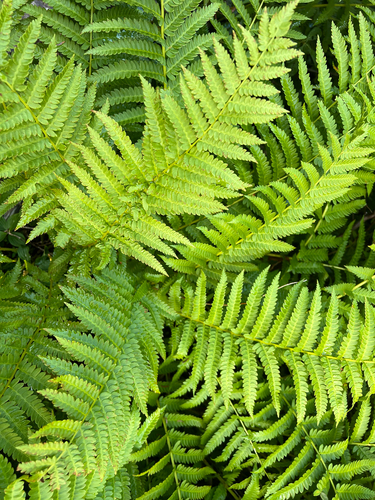 cinnamon fern