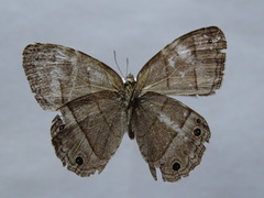 Cissia pompilia