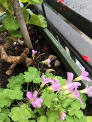 Oxalis