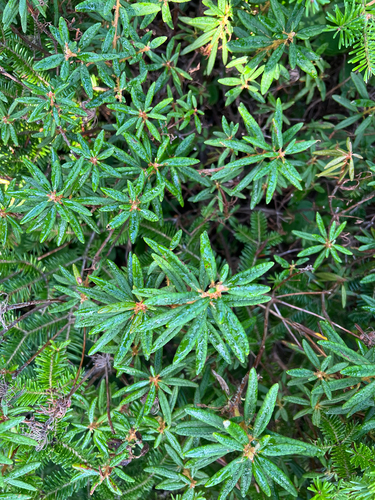 Bog Labrador Tea
