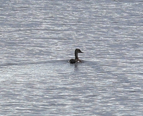 Mallard