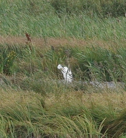 Great Egret